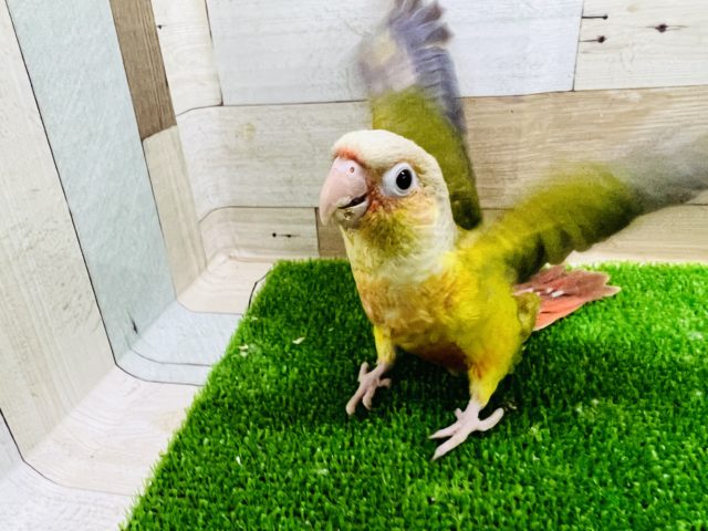 ホオミドリウロコインコ