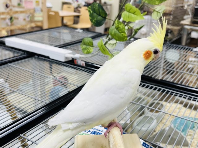 オカメインコ