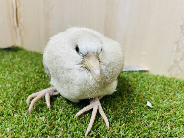 ジュズカケバト