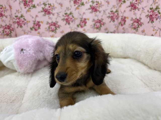 ミニチュアダックス