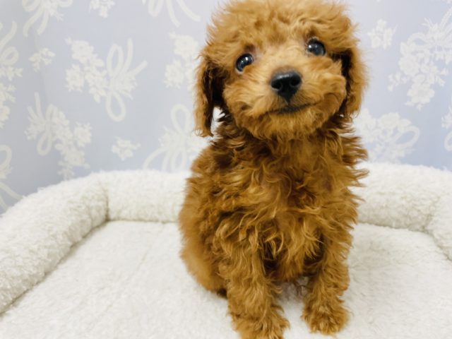 トイプードル