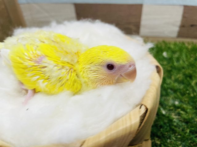 コザクラインコ（小桜インコ）