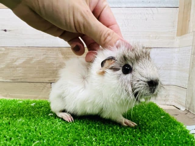 アビシニアンモルモット