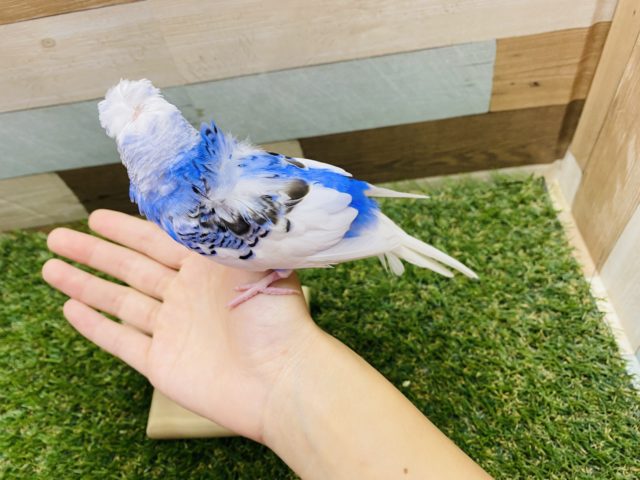 羽衣セキセイインコ