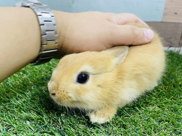 ネザーランドドワーフ