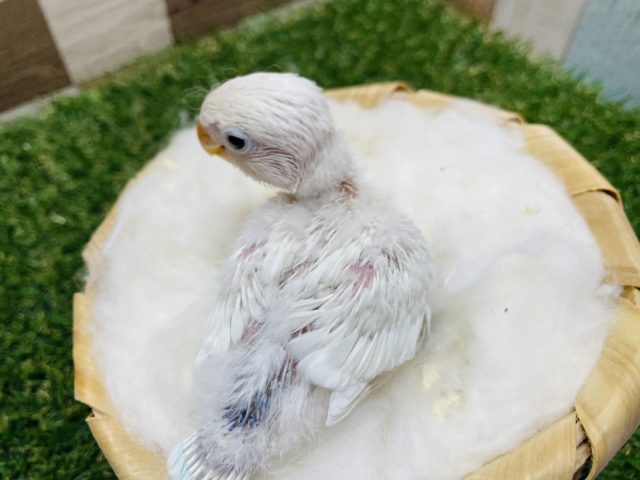 ホワイトボタンインコ