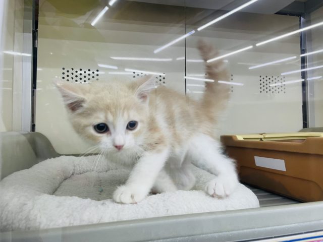 スコティッシュフォールド