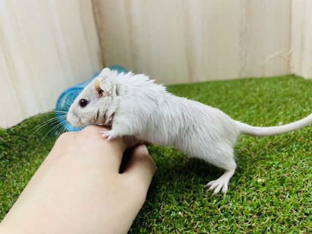 カラージャービル（スナネズミ）