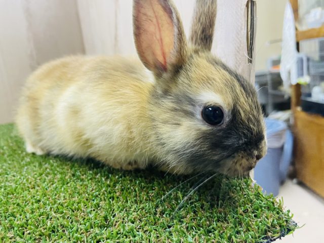 ネザーランドドワーフ