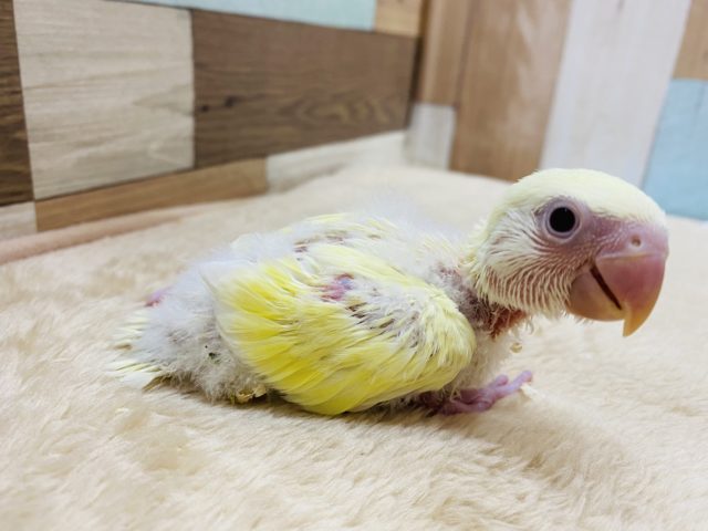 コザクラインコ（小桜インコ）