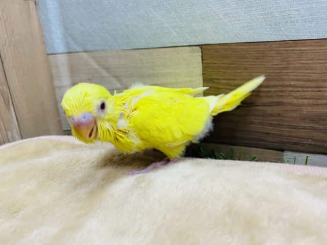セキセイインコ