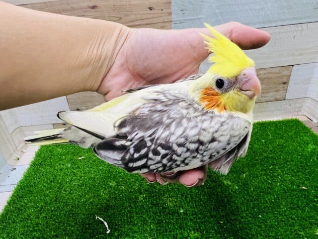 オカメインコ