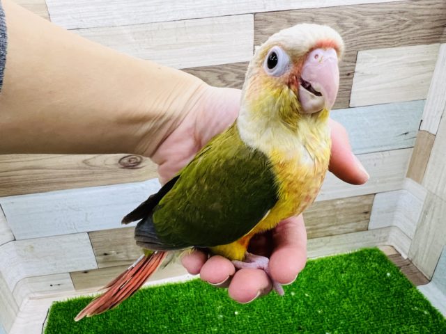 ホオミドリウロコインコ