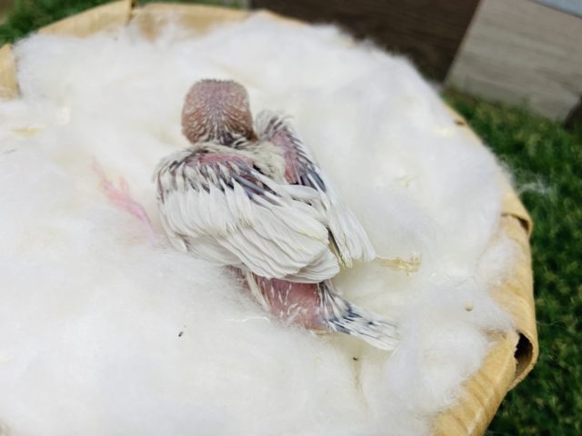 シルバーイノ文鳥