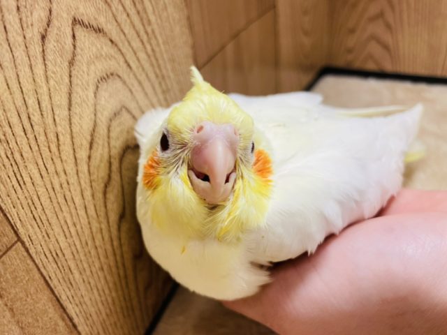【最新画像更新!☆】ガーガー鳴くよ♫オカメインコ(ルチノー)ヒナ オカメインコ