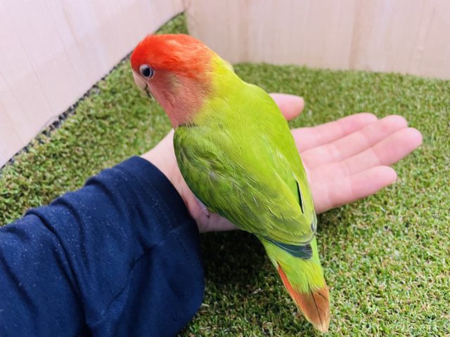 コザクラインコ（小桜インコ）