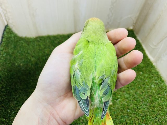 コザクラインコ（小桜インコ）