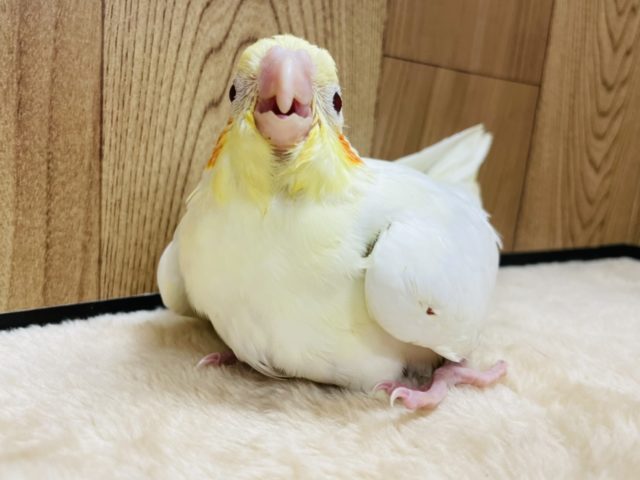 【最新画像更新!☆】ガーガー鳴くよ♫オカメインコ(ルチノー)ヒナ オカメインコ