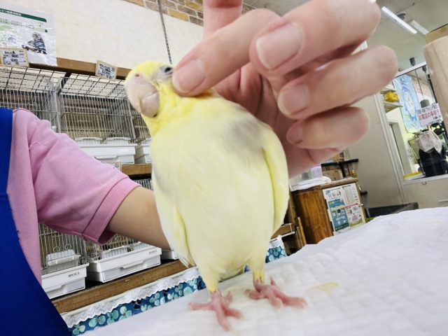 オカメインコ