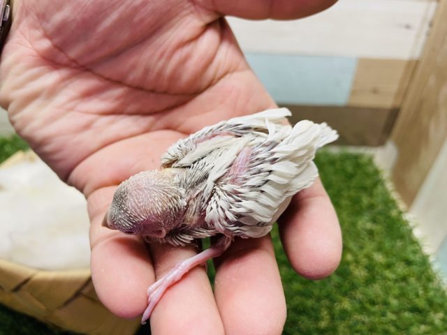 シルバーイノ文鳥