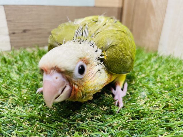 ホオミドリウロコインコ