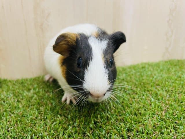 イングリッシュモルモット