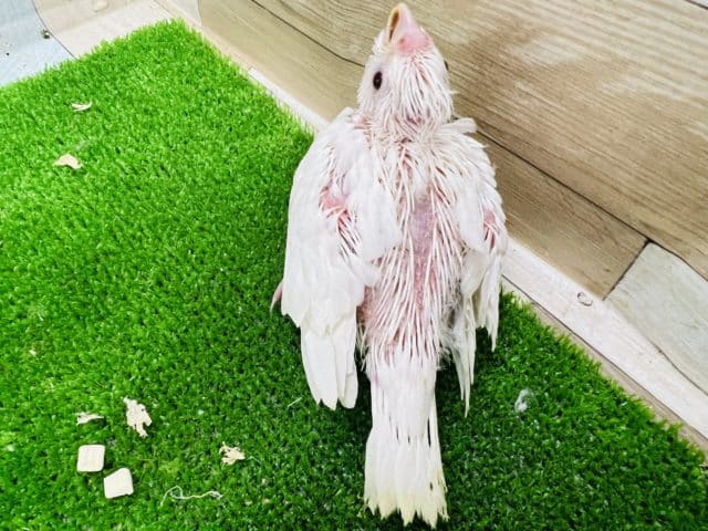 純白のピュアホワイト‼︎うぶうぶオカメインコ オカメインコ