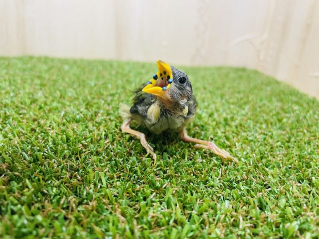 チモールセイコウチョウ