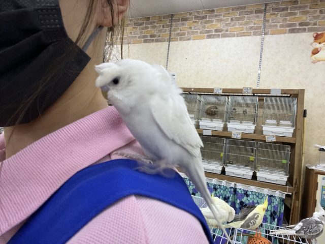 羽衣セキセイインコ
