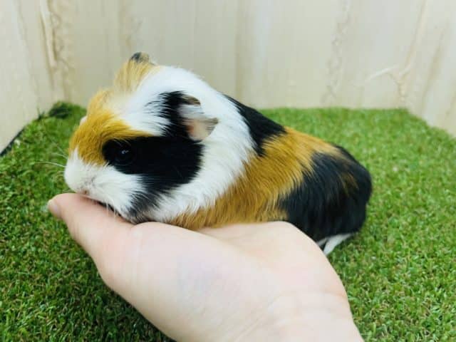 クレステッドモルモット