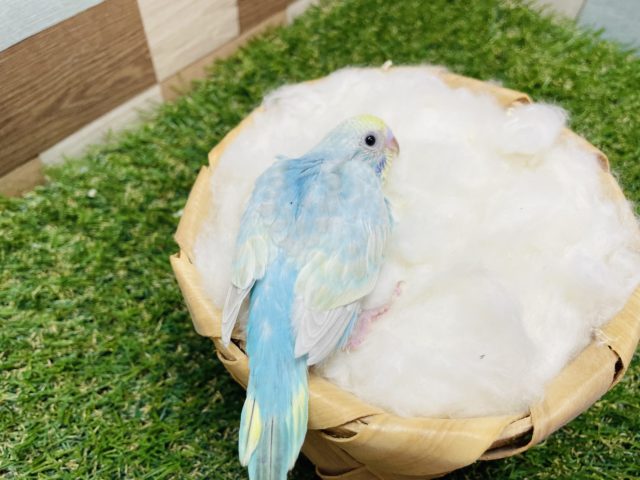 セキセイインコ