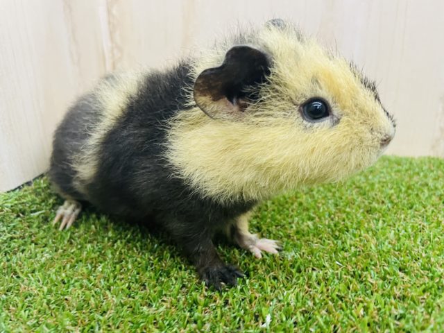 テディモルモット