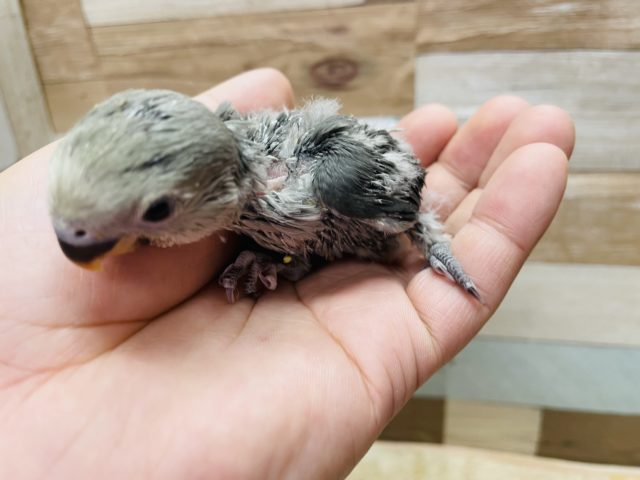 コザクラインコ（小桜インコ）