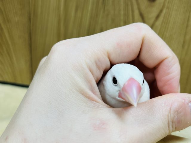 白文鳥