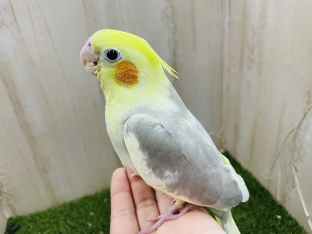 オカメインコ