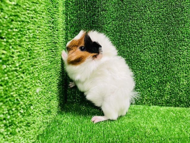 アビシニアンモルモット