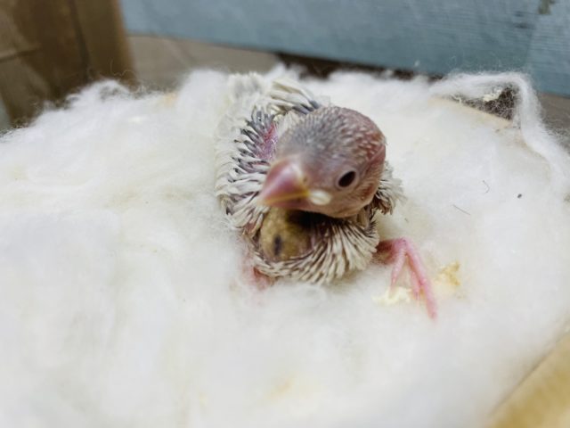 シルバーイノ文鳥