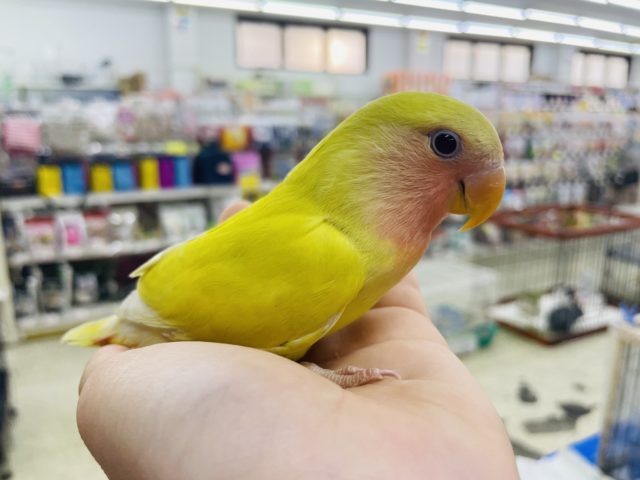 コザクラインコ（小桜インコ）