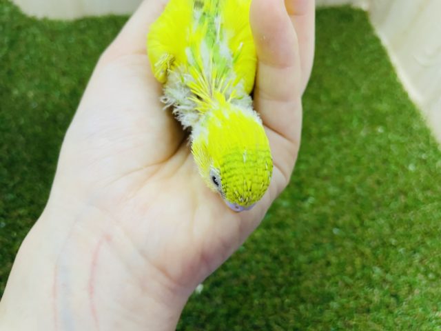 セキセイインコ