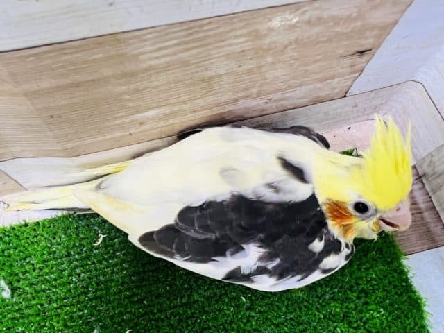 オカメインコ