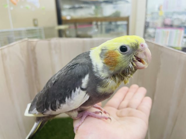 オカメインコ
