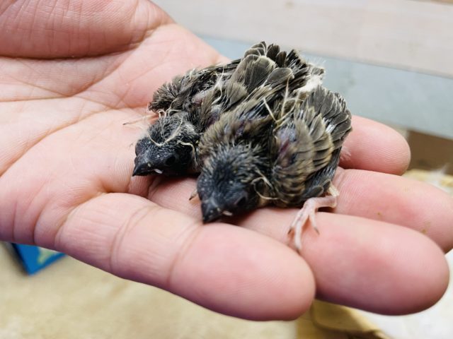 錦花鳥（キンカチョウ）