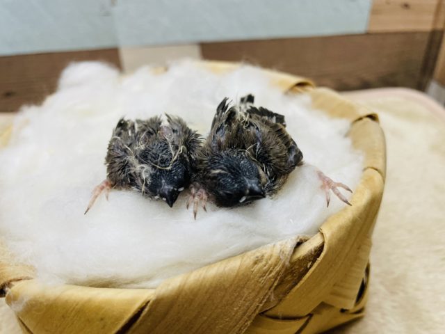 錦花鳥（キンカチョウ）