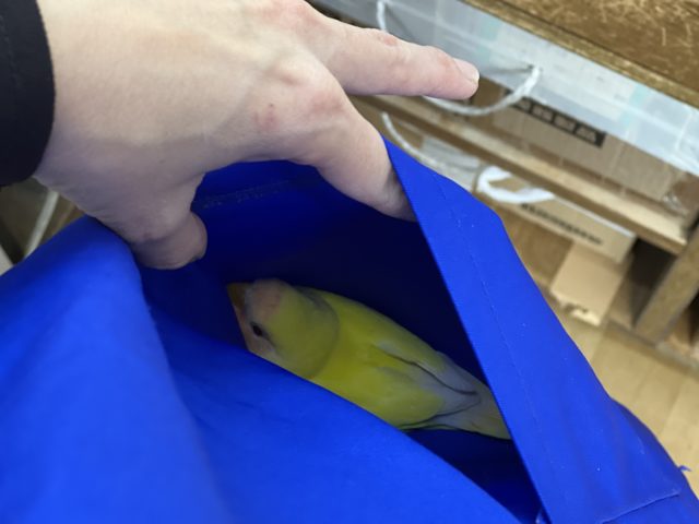 コザクラインコ（小桜インコ）