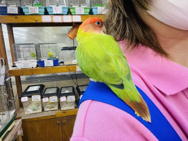 コザクラインコ（小桜インコ）