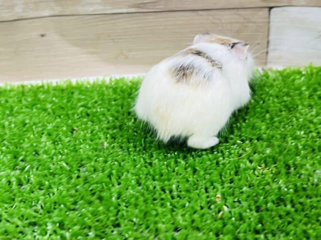 ロボロフスキーハムスター