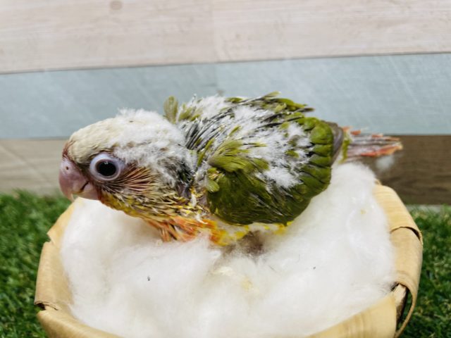 ホオミドリウロコインコ