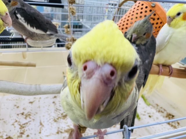 オカメインコ