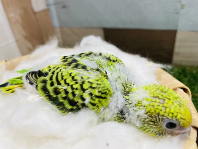 セキセイインコ