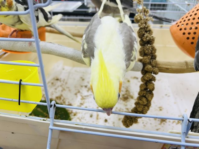 オカメインコ